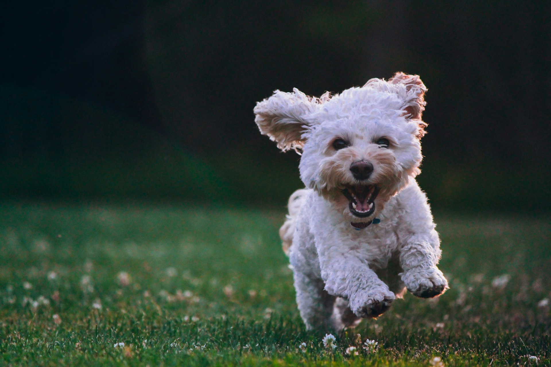 Kinofobi (Köpeklerden Korkma) Nedir?